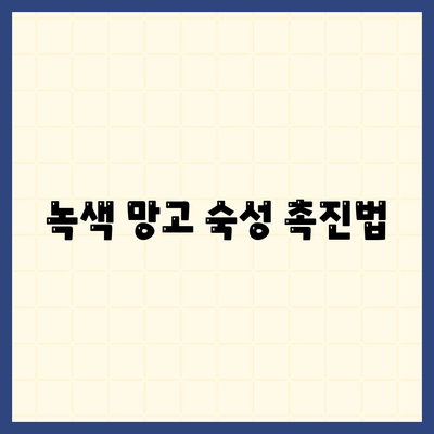 녹색 망고 숙성 촉진법