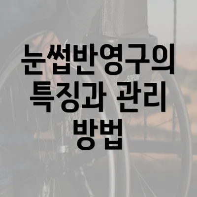 눈썹반영구의 특징과 관리 방법