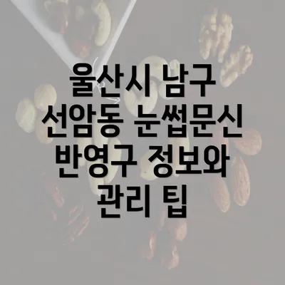 울산시 남구 선암동 눈썹문신 반영구 정보와 관리 팁