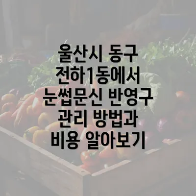 울산시 동구 전하1동에서 눈썹문신 반영구 관리 방법과 비용 알아보기